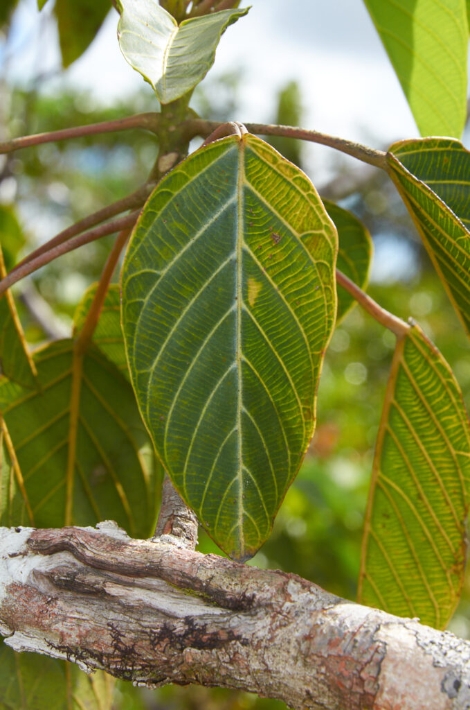 Hancea integrifolia - Maurice