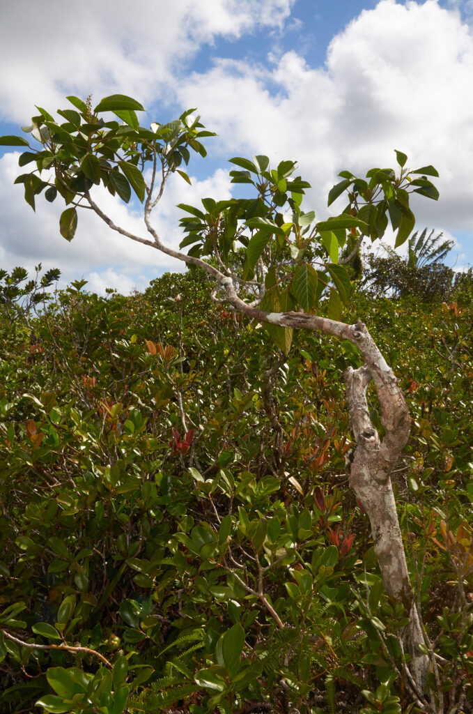 Hancea integrifolia - Maurice