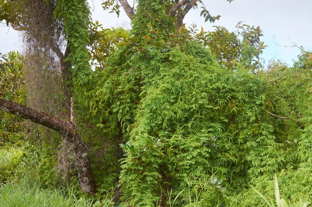 Lygodium microphyllum - Maurice