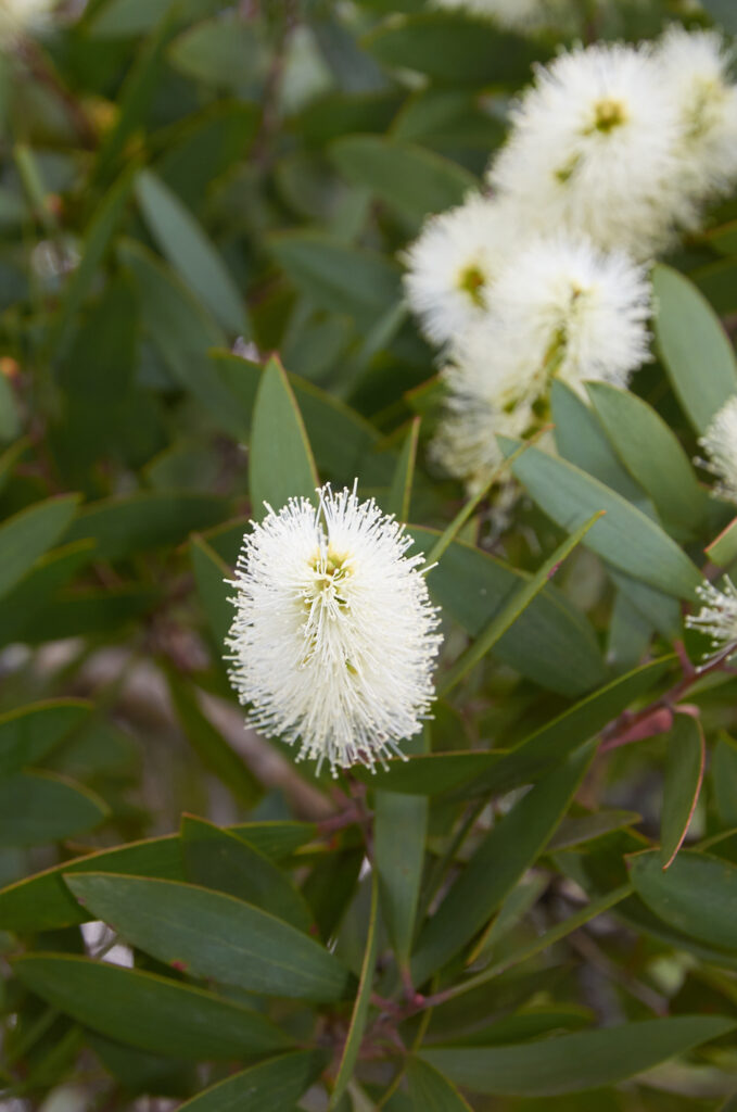 Melaleuca quinquenervia - Maurice