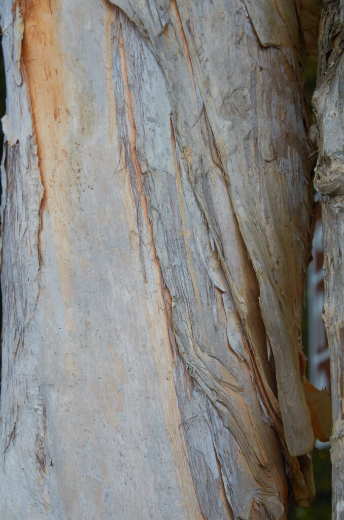 Melaleuca quinquenervia - Maurice