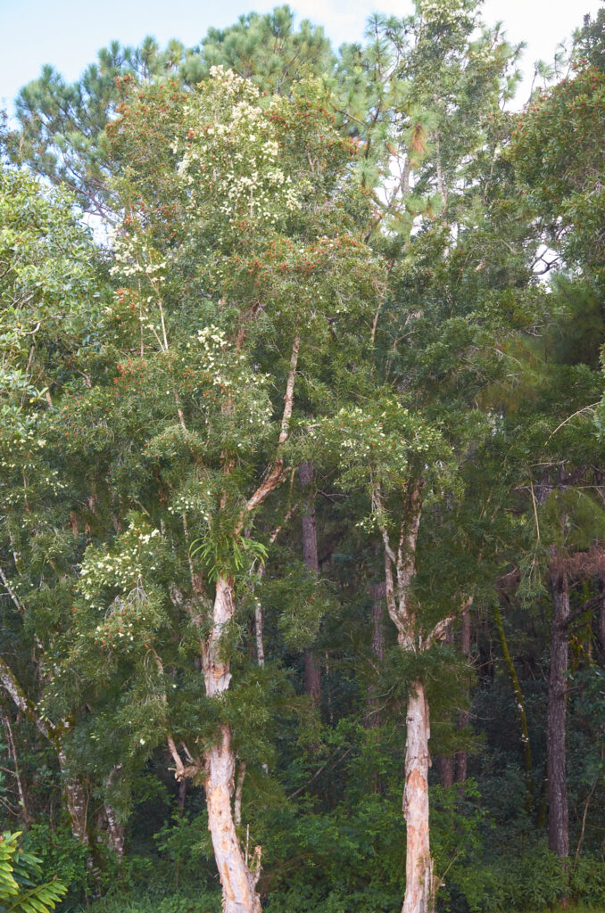 Melaleuca quinquenervia - Maurice