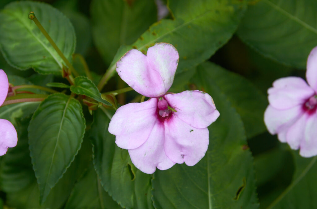 Impatiens flaccida - Maurice
