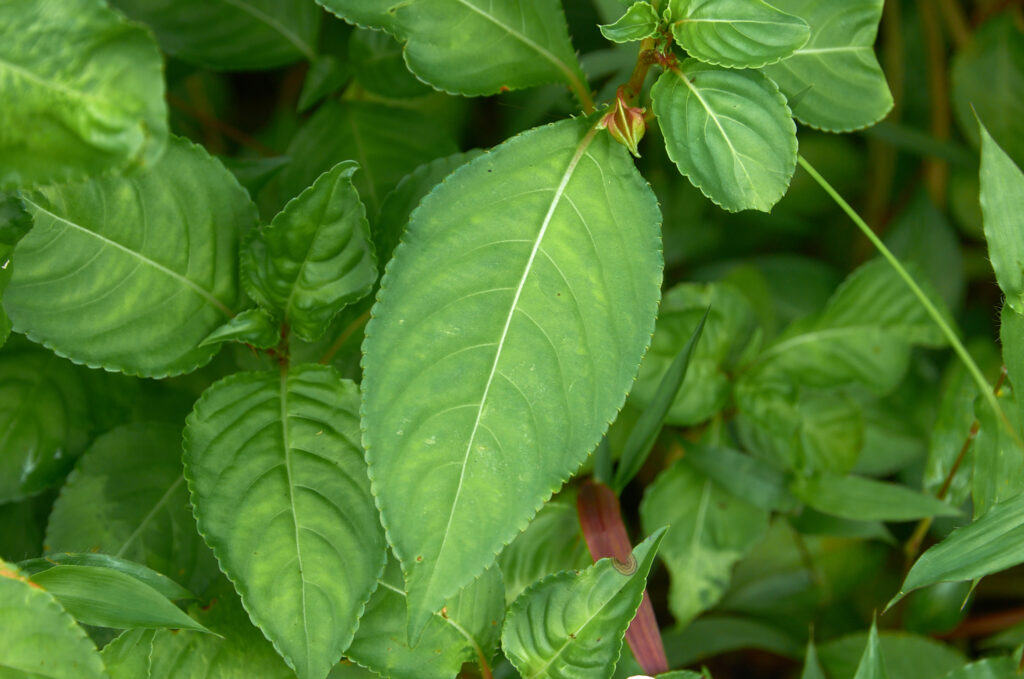 Impatiens flaccida - Maurice