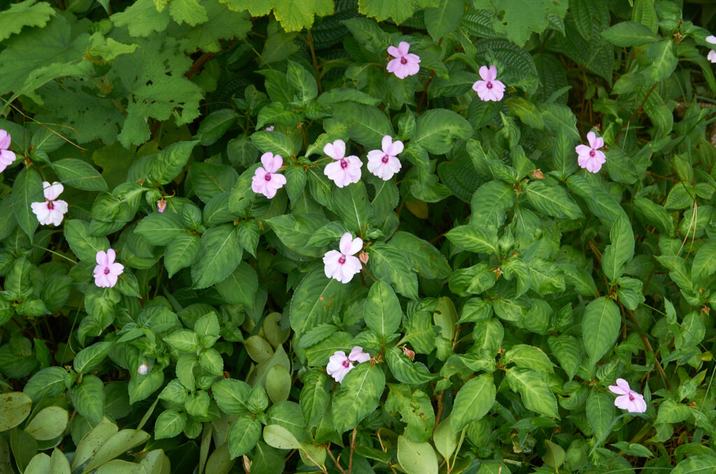 Impatiens flaccida - Maurice