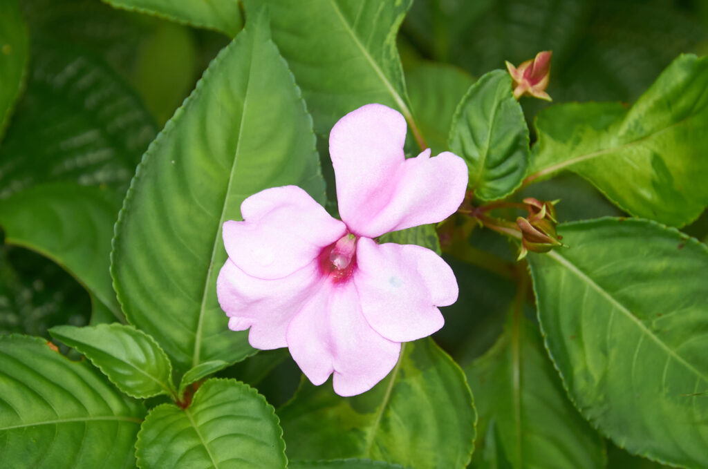 Impatiens flaccida - Maurice