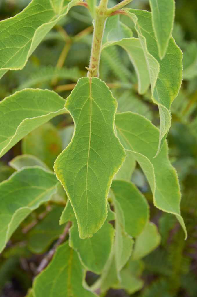 Varronia curassavica - Maurice