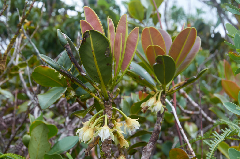Labourdonnaisia calophylloides - Maurice