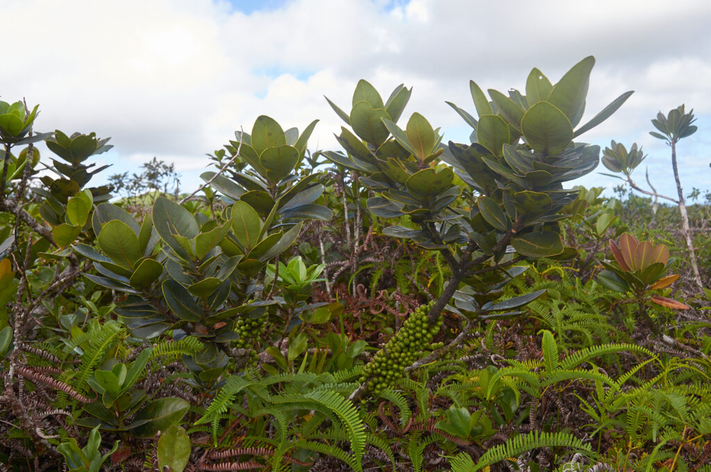 Sideroxylon cinereum - Maurice