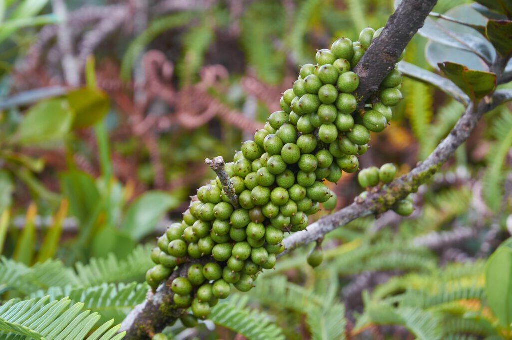 Sideroxylon cinereum - Maurice