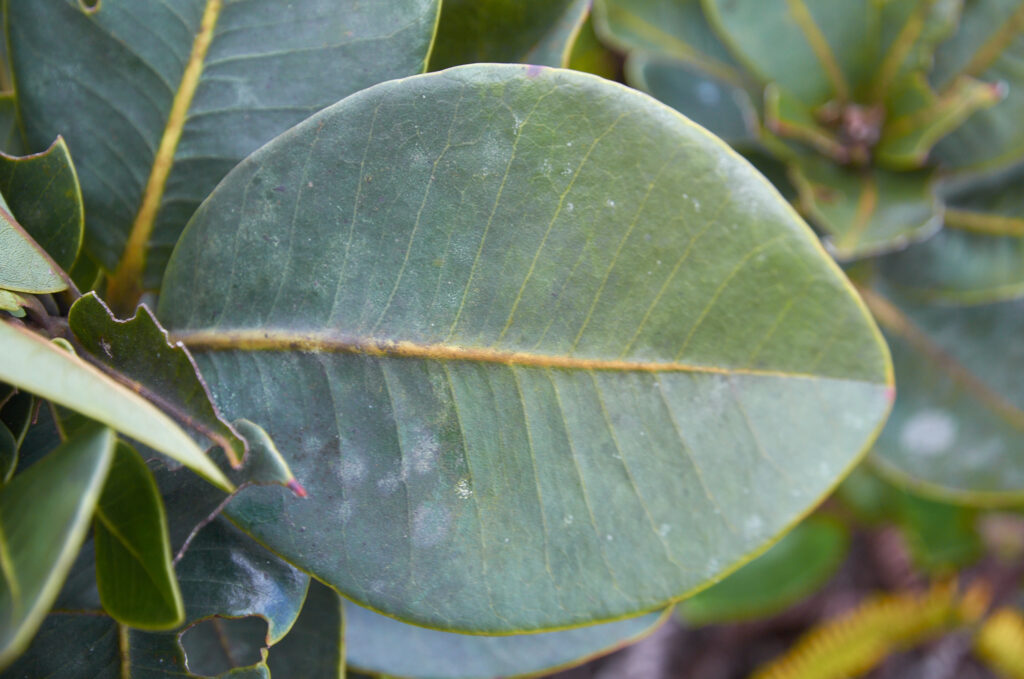 Sideroxylon cinereum - Maurice