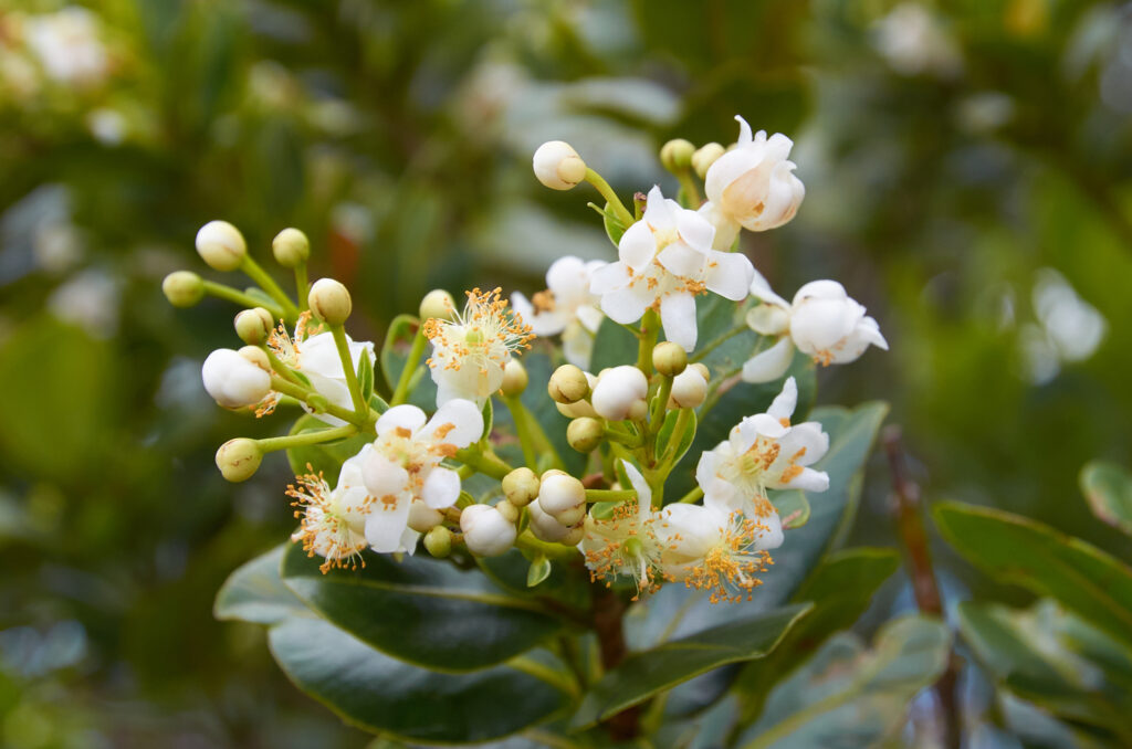 Calophyllum eputamen - Maurice