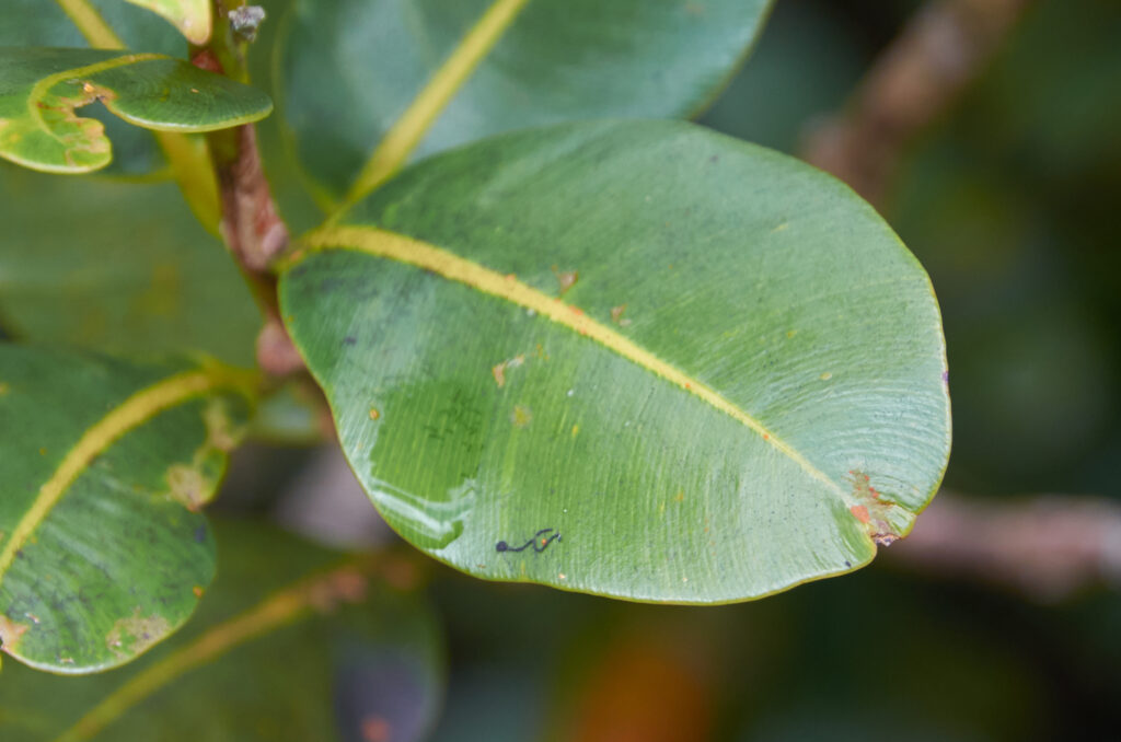 Calophyllum eputamen - Maurice