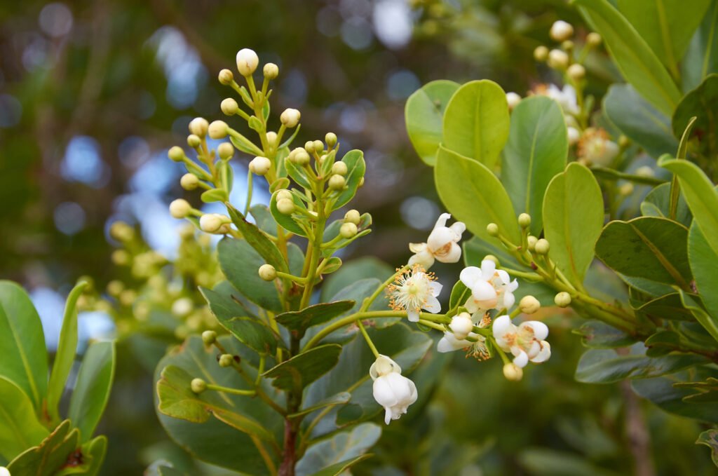 Calophyllum eputamen - Maurice