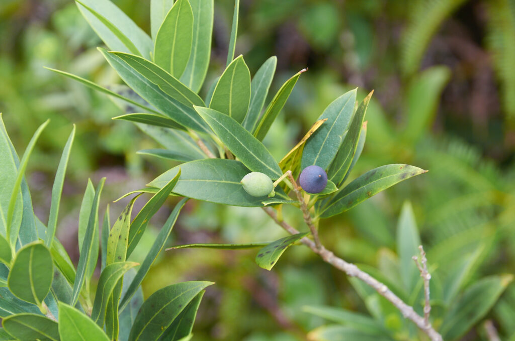 Olea lancea - Maurice