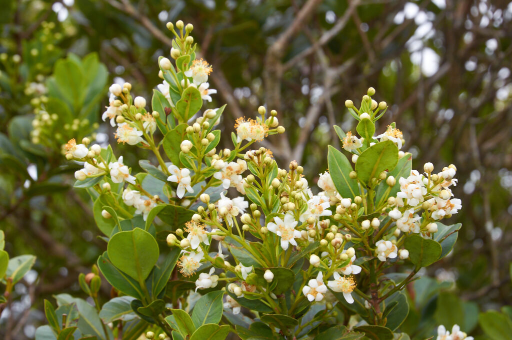 Calophyllum eputamen - Maurice