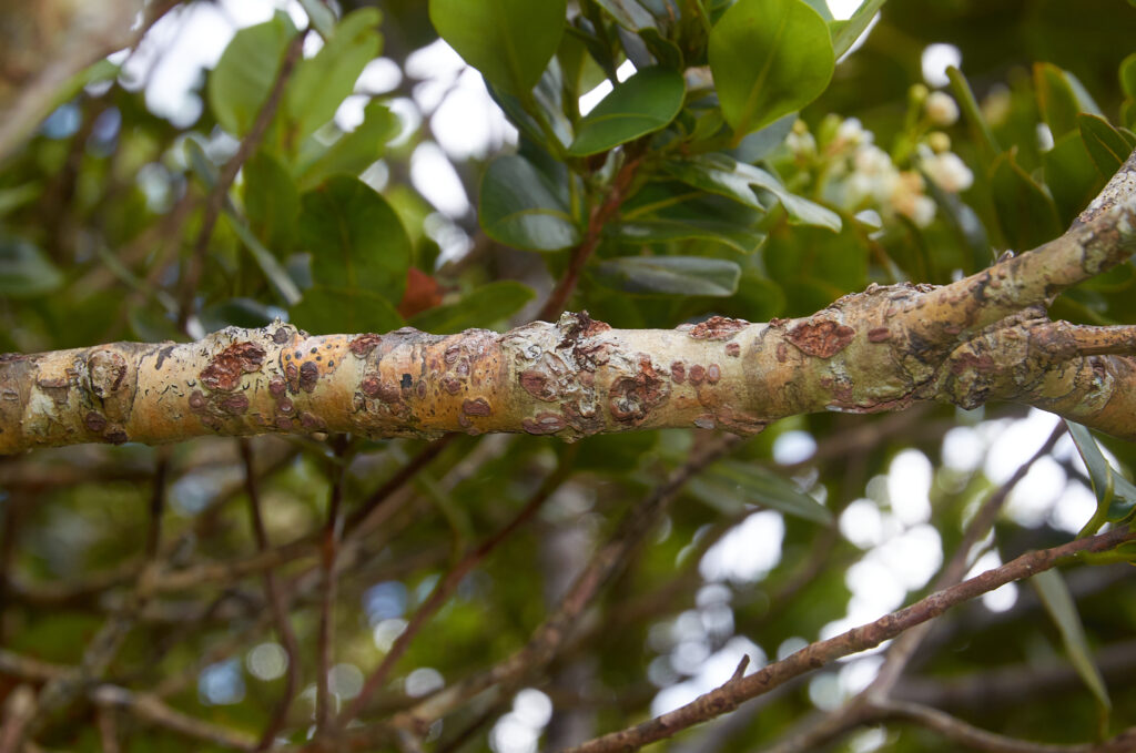 Calophyllum eputamen - Maurice