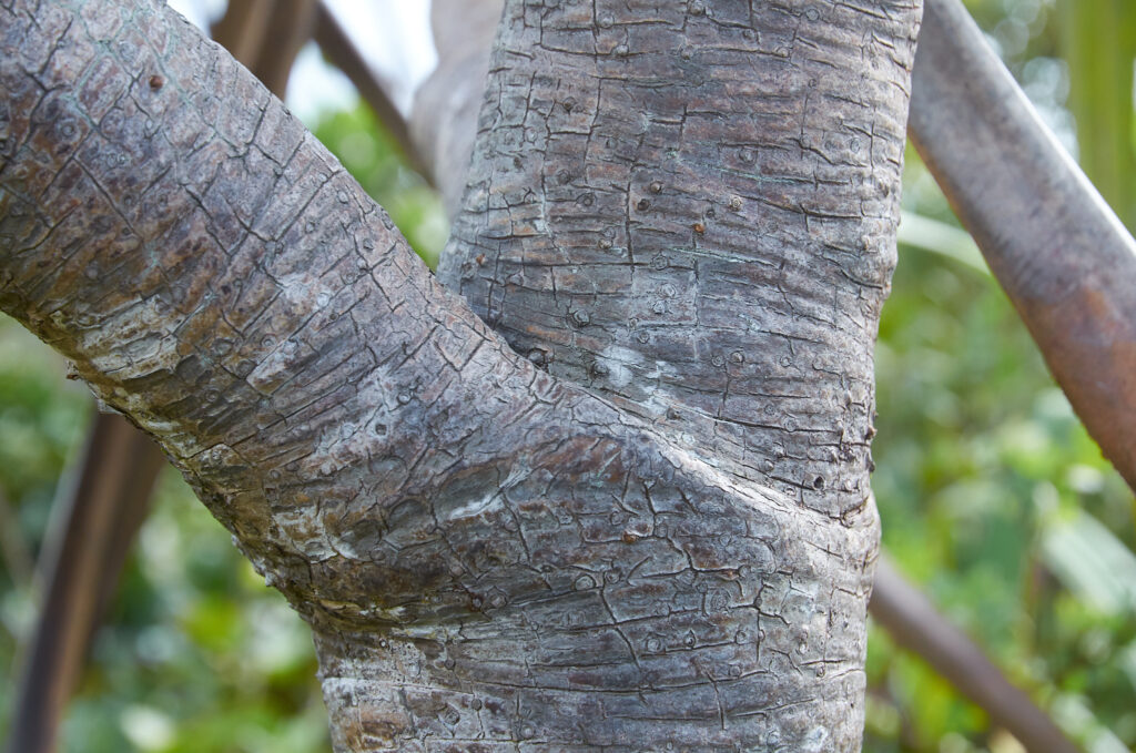 Pandanus eydouxia - Maurice