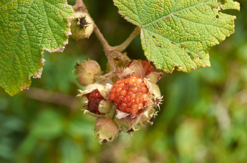 Rubus alceifolius - Maurice