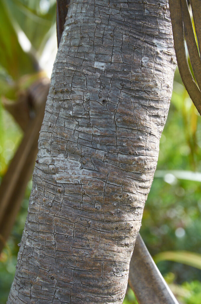 Pandanus eydouxia - Maurice