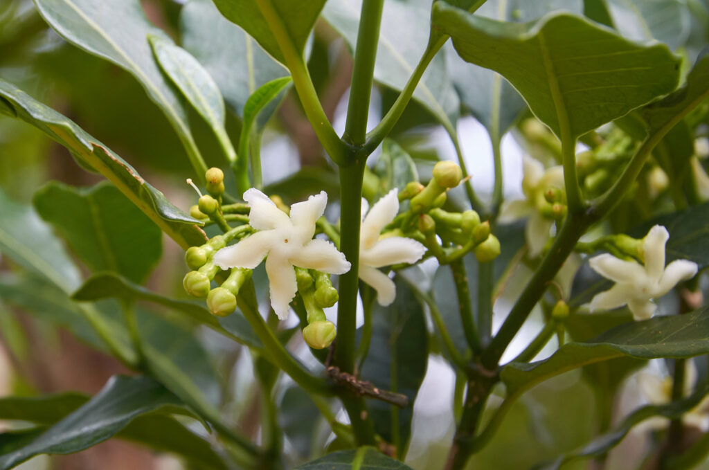 Tabernaemontana persicariifolia - Maurice