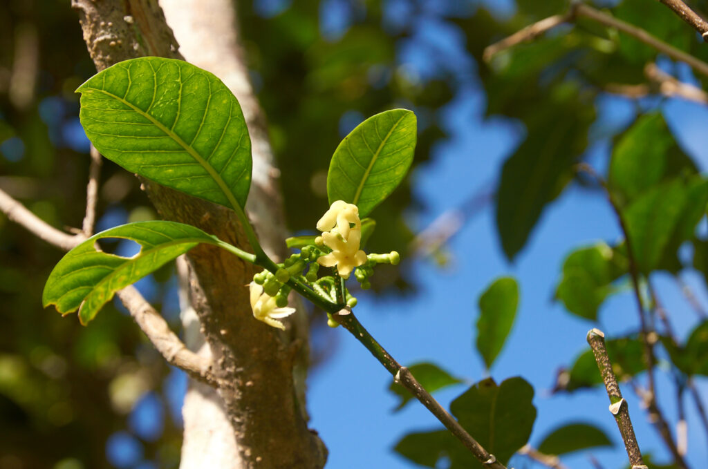 Tabernaemontana persicariifolia - Maurice