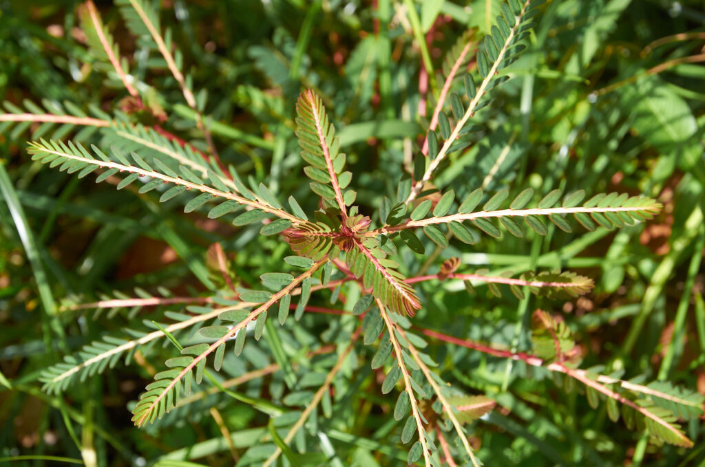 Phyllanthus urinaria - Maurice