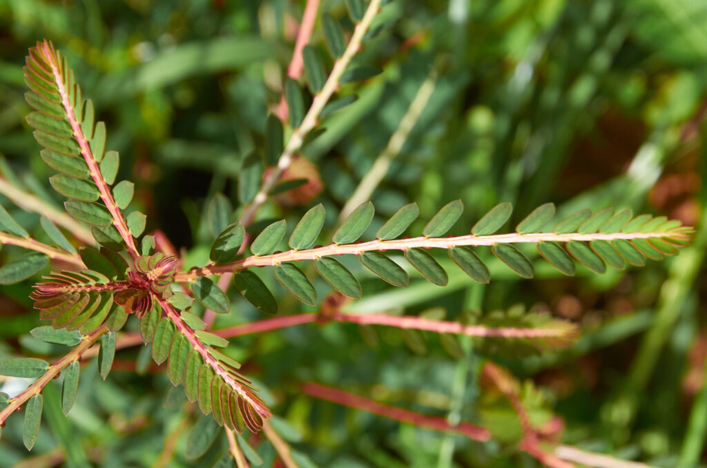 Phyllanthus urinaria - Maurice