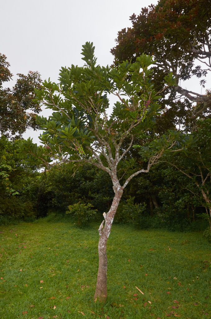 Tambourissa quadrifida - Maurice