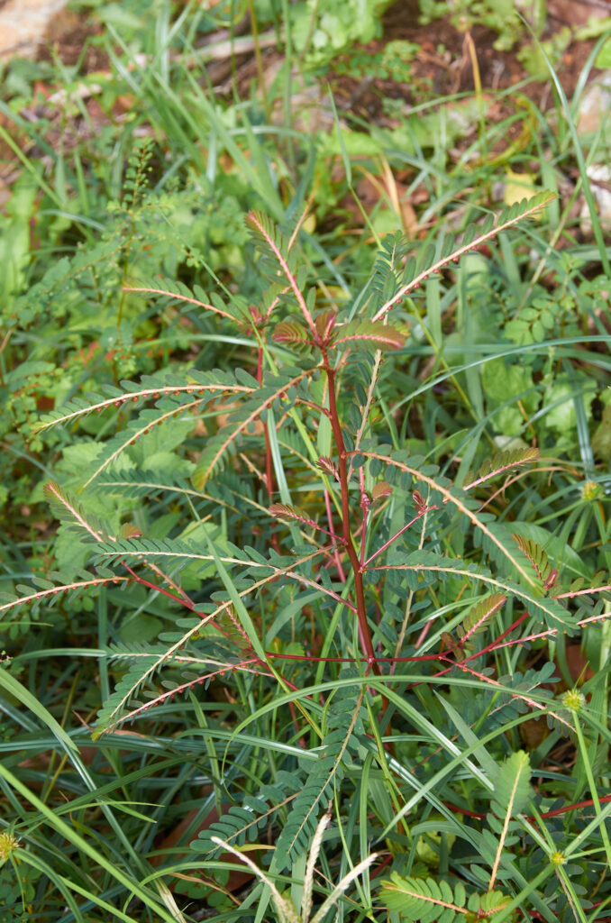 Phyllanthus urinaria - Maurice