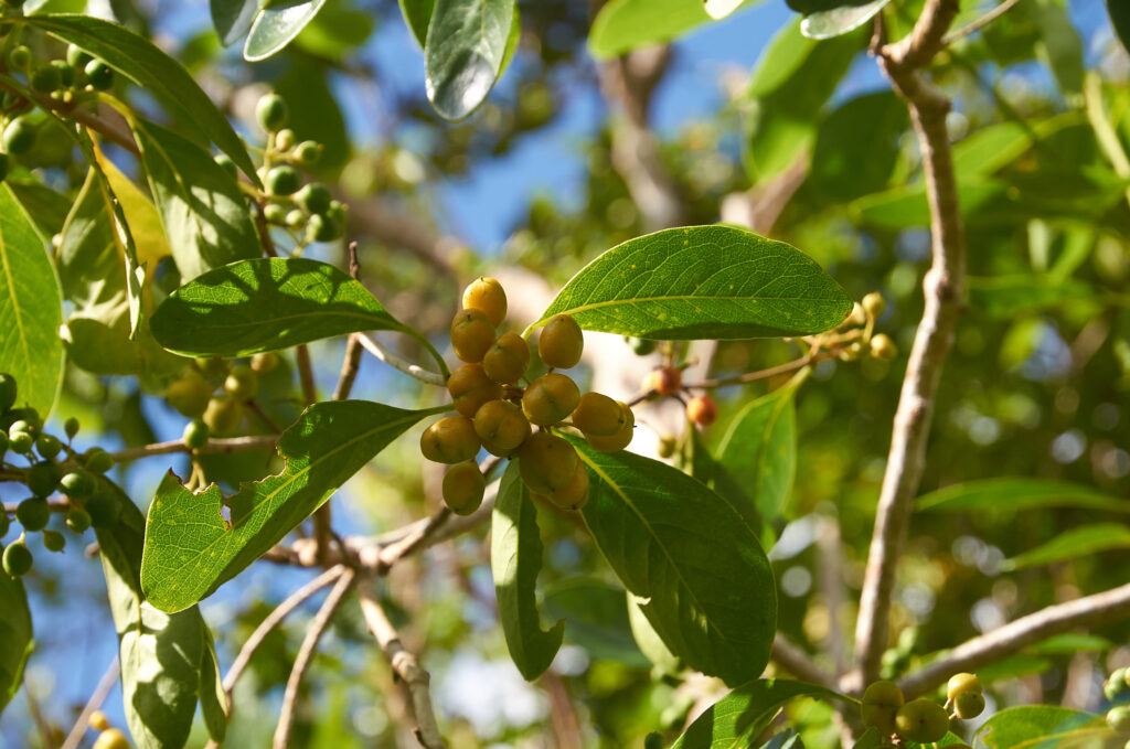 Pittosporum ferrugineum - Maurice