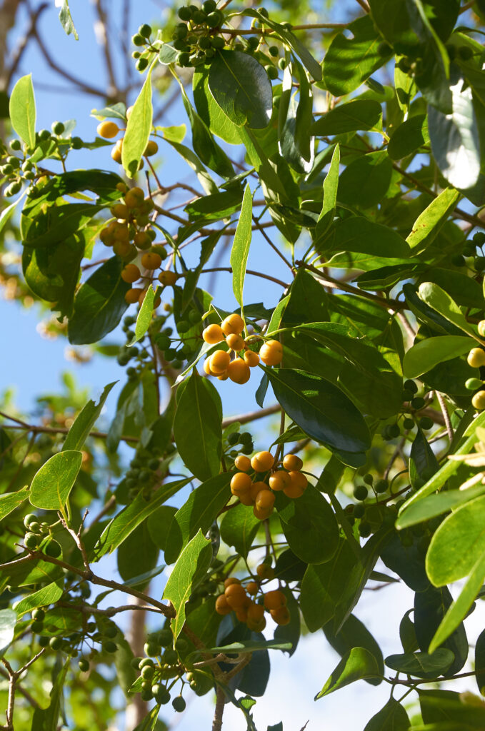 Pittosporum ferrugineum - Maurice