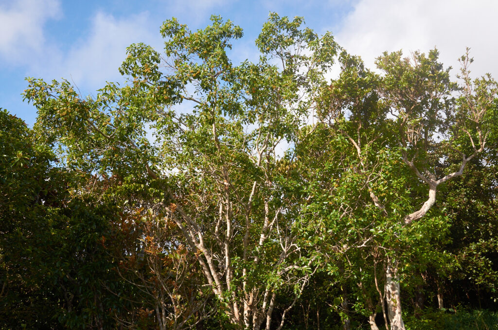 Pittosporum ferrugineum - Maurice