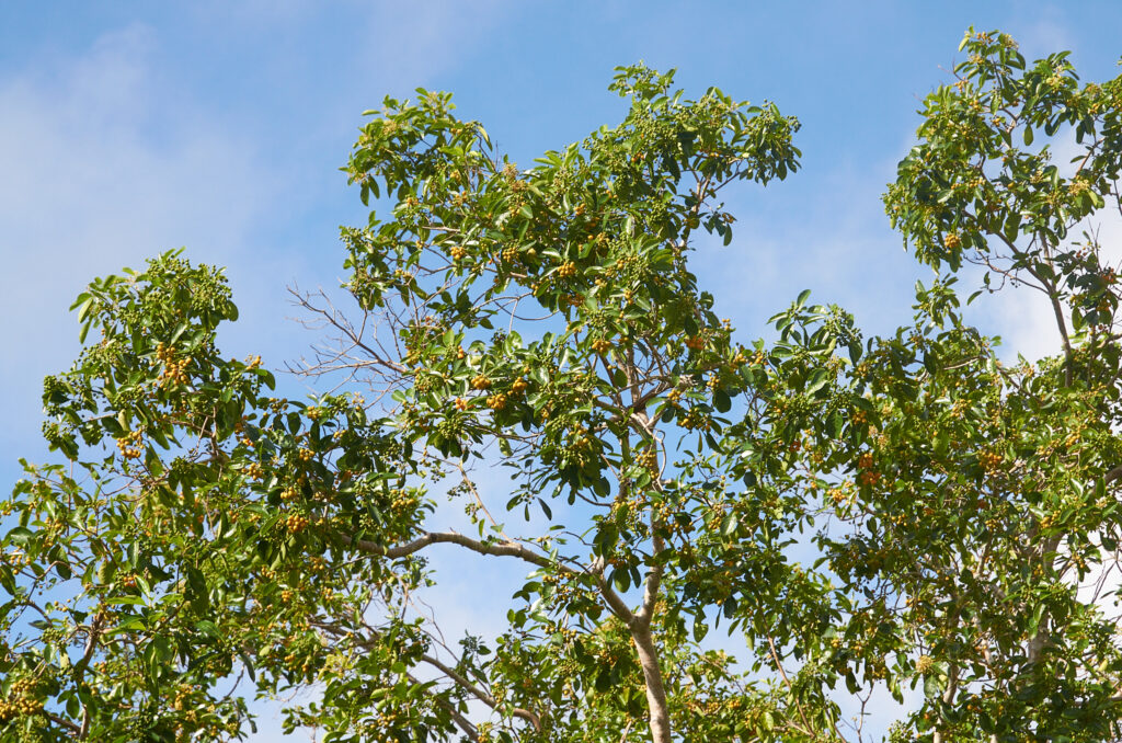 Pittosporum ferrugineum - Maurice