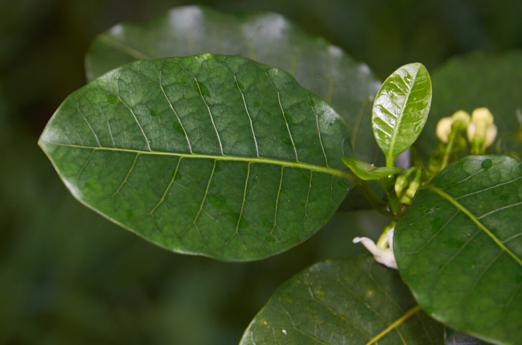 Tabernaemontana persicariifolia - Maurice