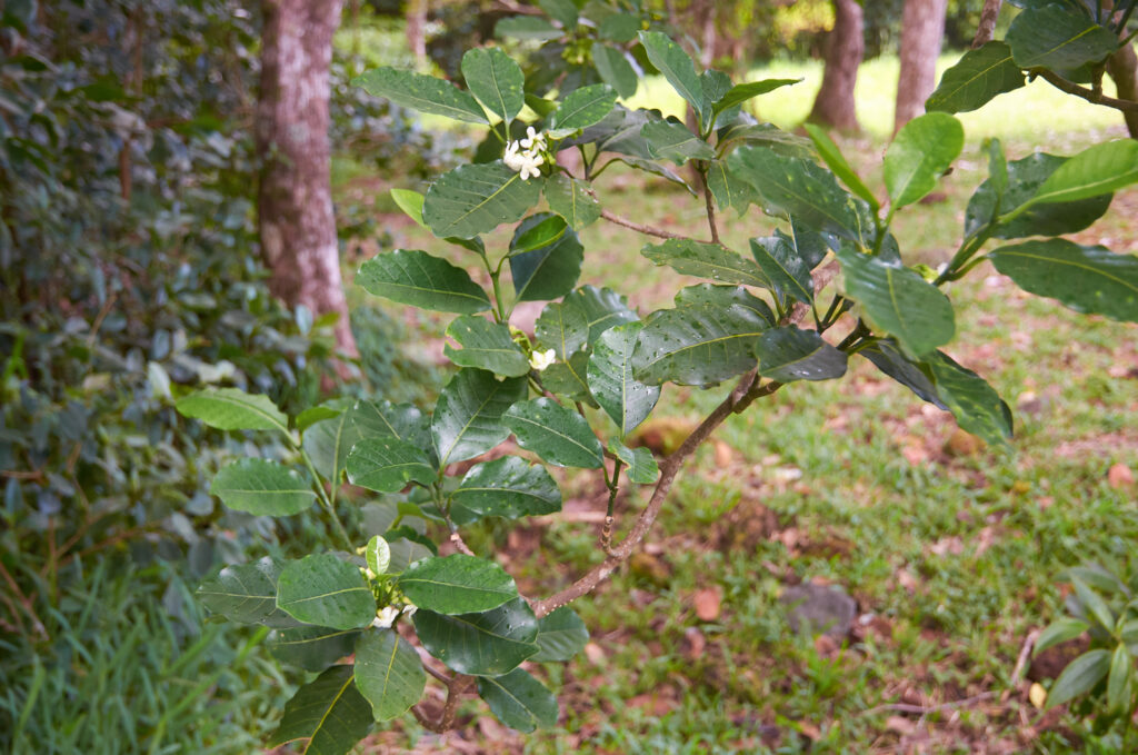 Tabernaemontana persicariifolia - Maurice