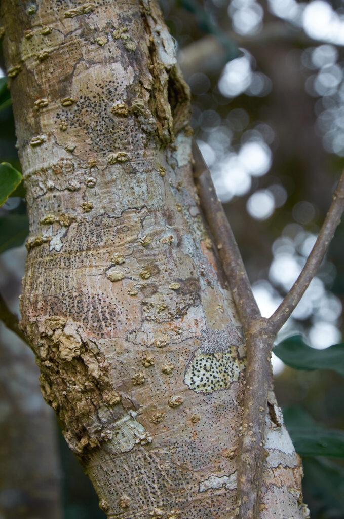 Tabernaemontana persicariifolia - Maurice