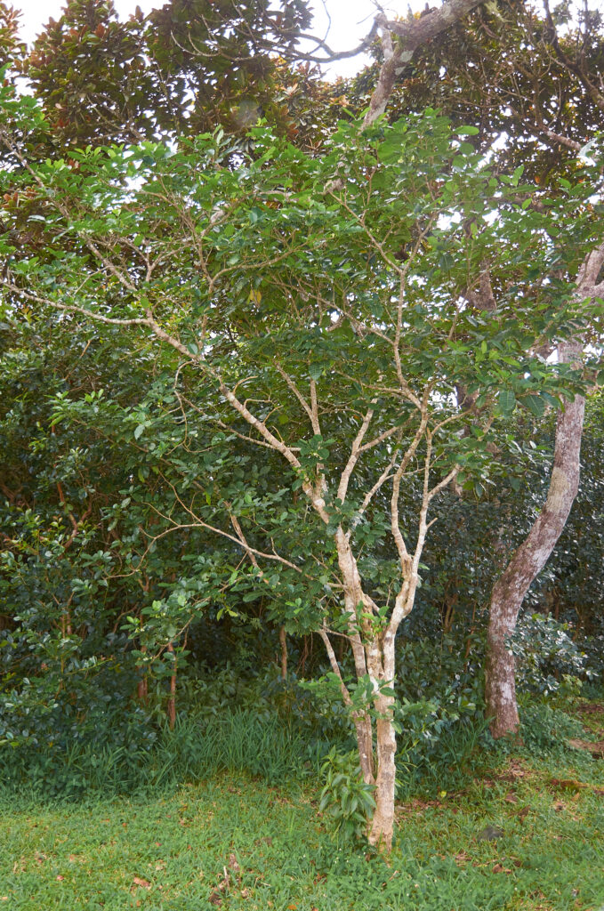 Tabernaemontana persicariifolia - Maurice