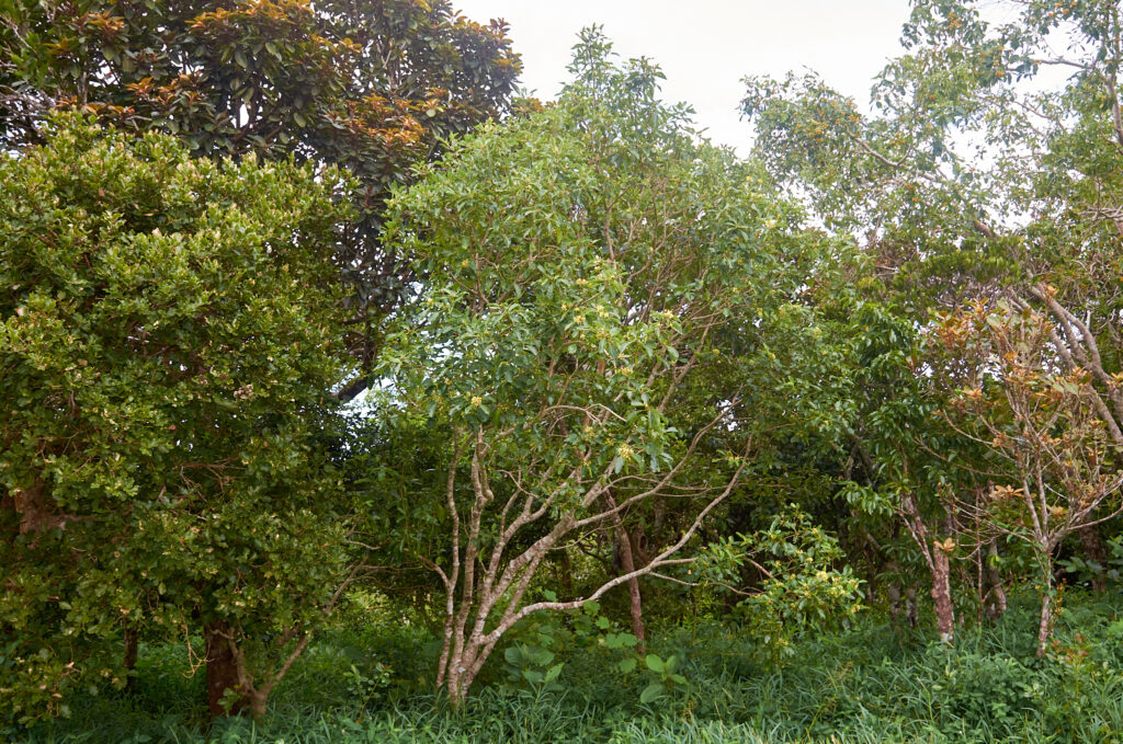 Pittosporum ferrugineum - Maurice
