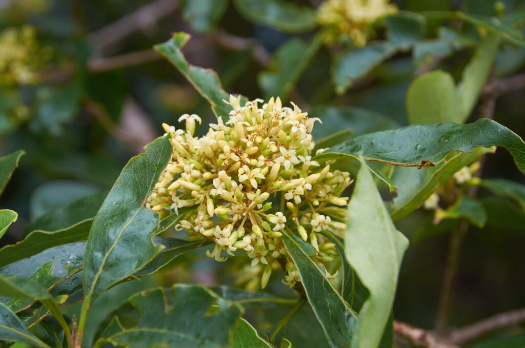 Pittosporum ferrugineum - Maurice