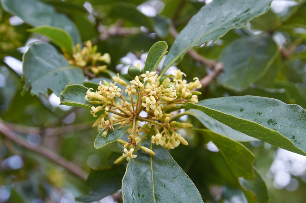 Pittosporum ferrugineum - Maurice