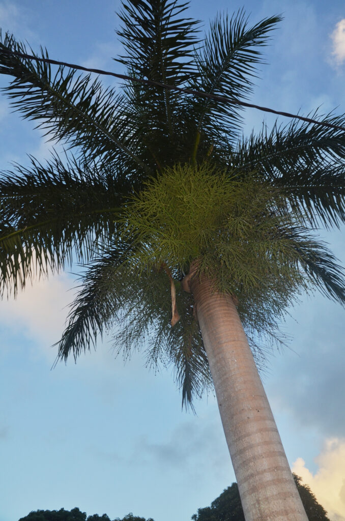 Roystonea oleracea - Maurice