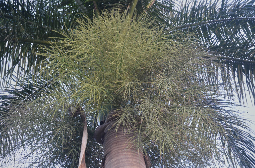 Roystonea oleracea - Maurice