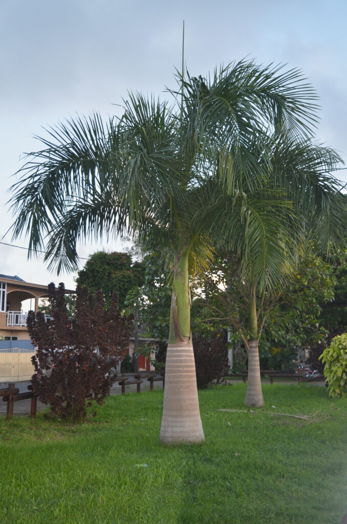 Roystonea oleracea - Maurice