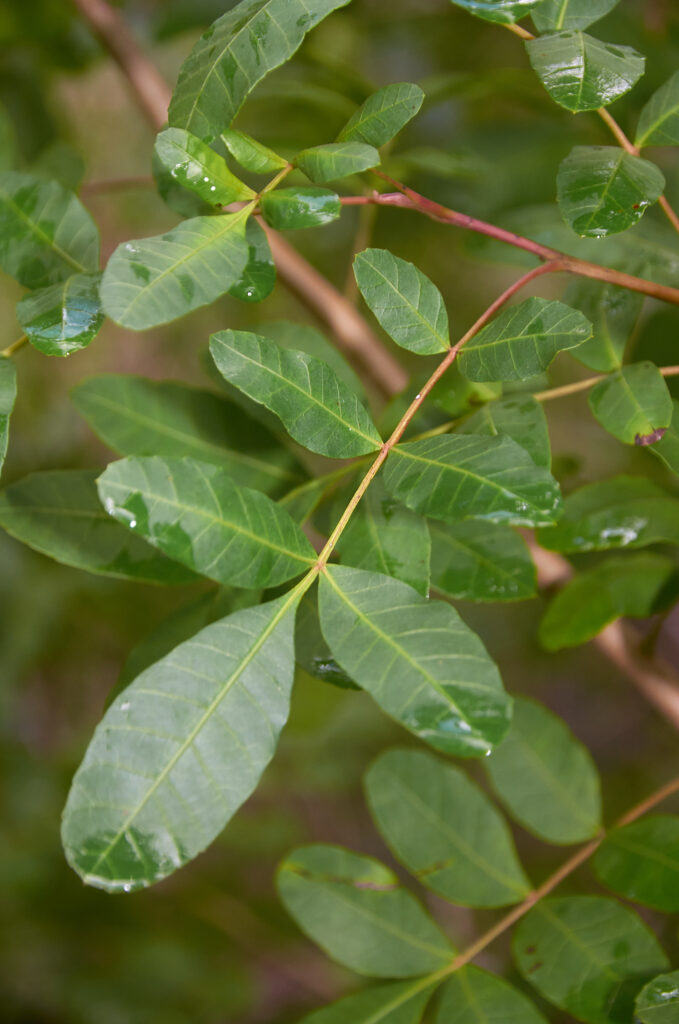 Schinus terebinthifolia - Maurice