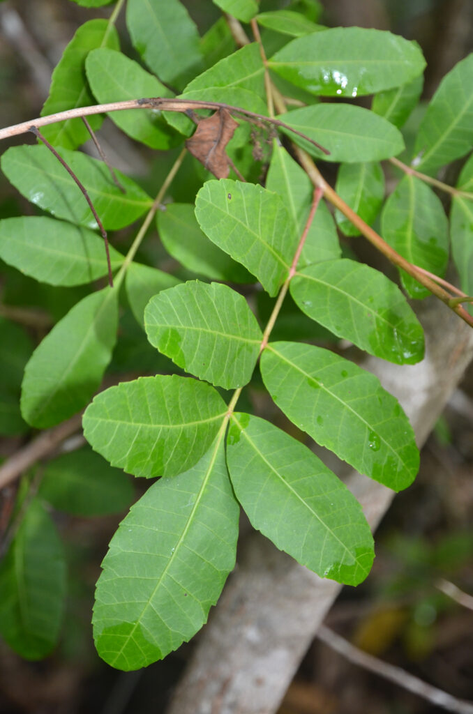 Schinus terebinthifolia - Maurice