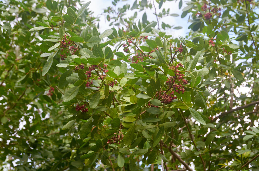 Schinus terebinthifolia - Maurice
