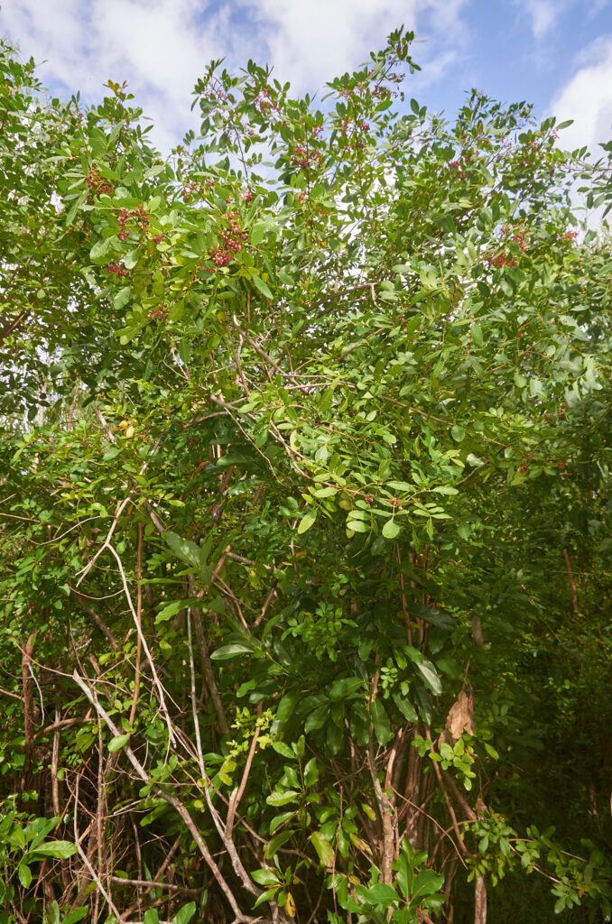 Schinus terebinthifolia - Maurice