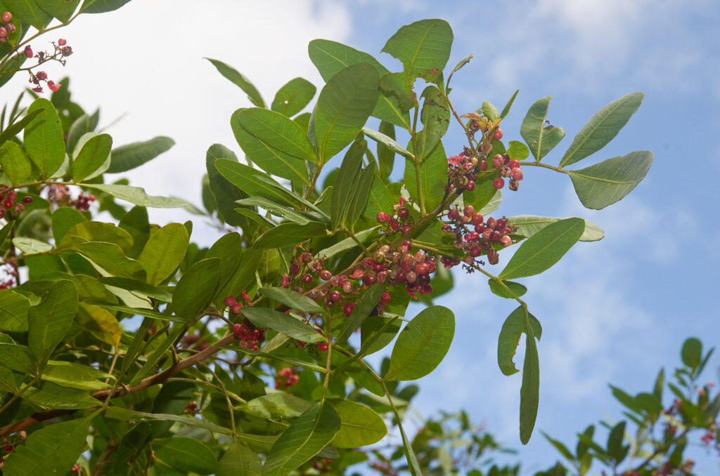 Schinus terebinthifolia - Maurice