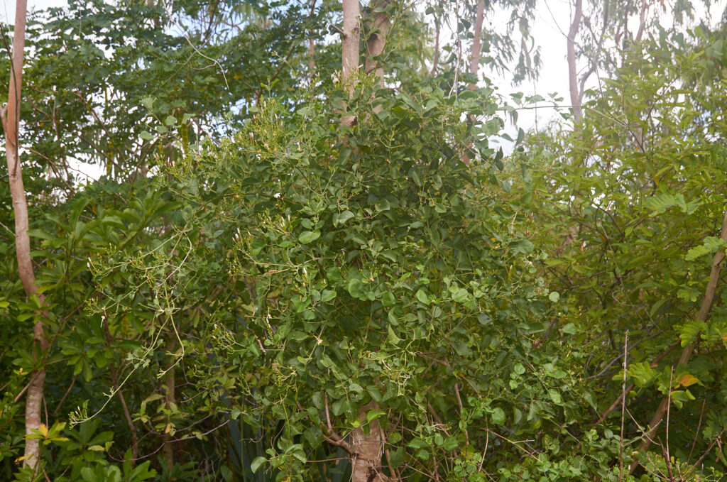 Jasminum fluminense subsp. fluminense - Maurice